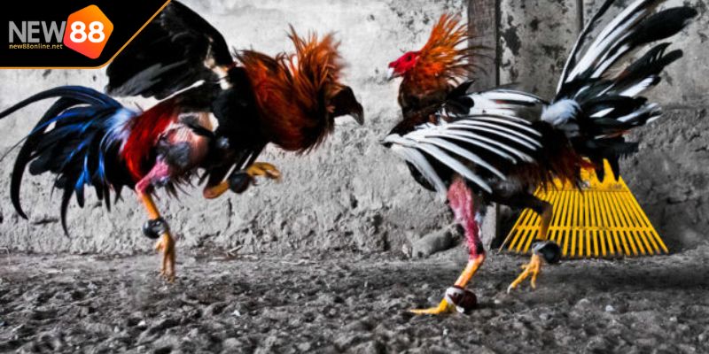 Thuật Ngữ Đá Gà Hành Trang Thiết Yếu Cho Mọi Cược Thủ 1 Tầm quan trọng của thuật ngữ đá gà
