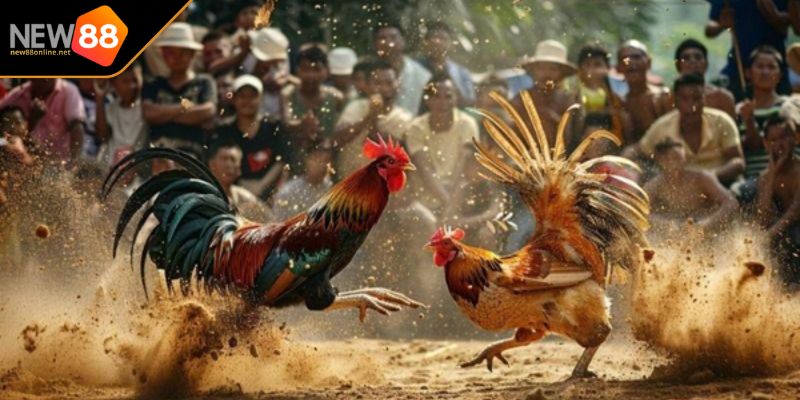 Thuật Ngữ Đá Gà Hành Trang Thiết Yếu Cho Mọi Cược Thủ 2 Thuật ngữ trong trận đấu
